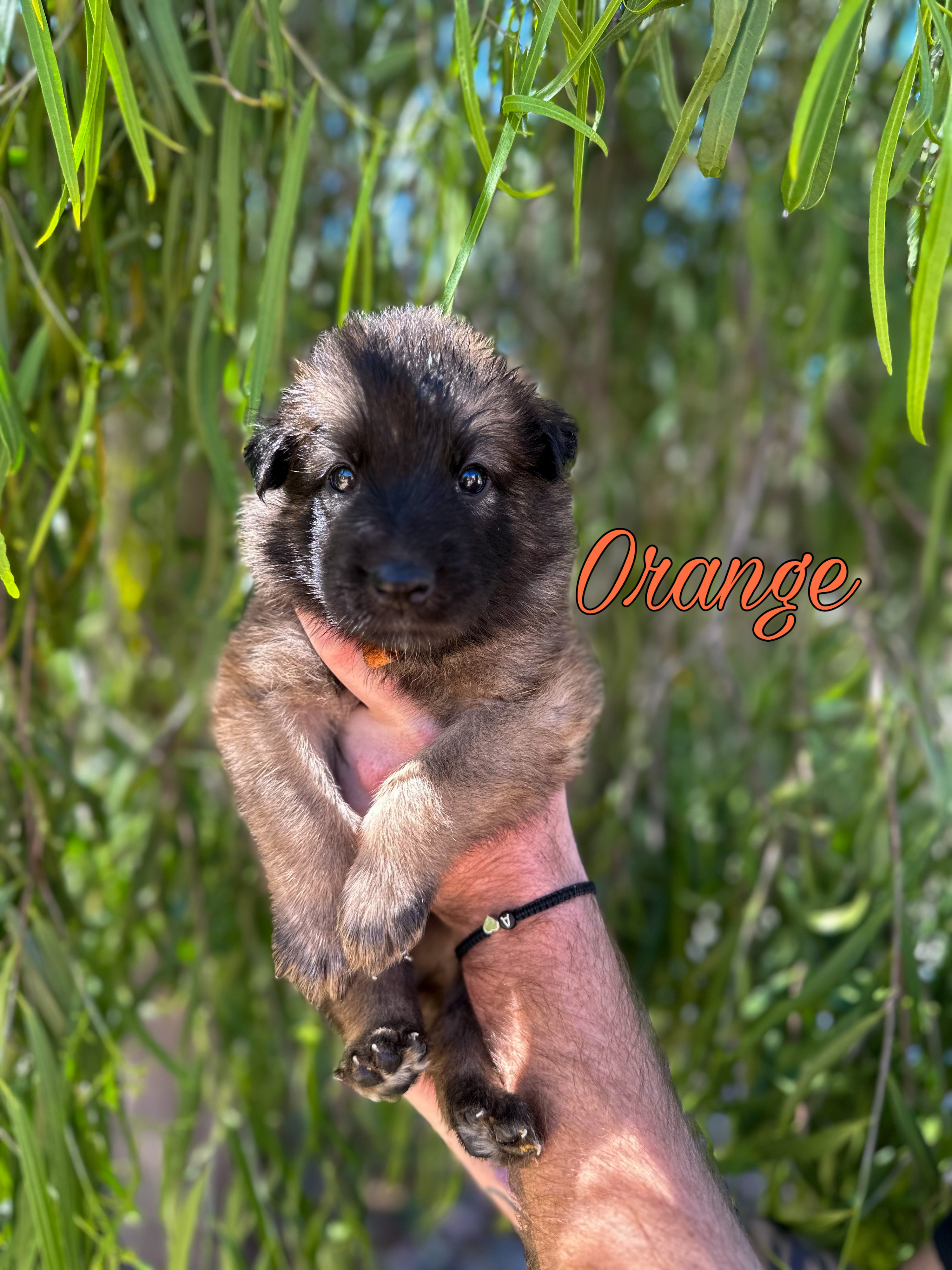 Puppy with orange collar being held
