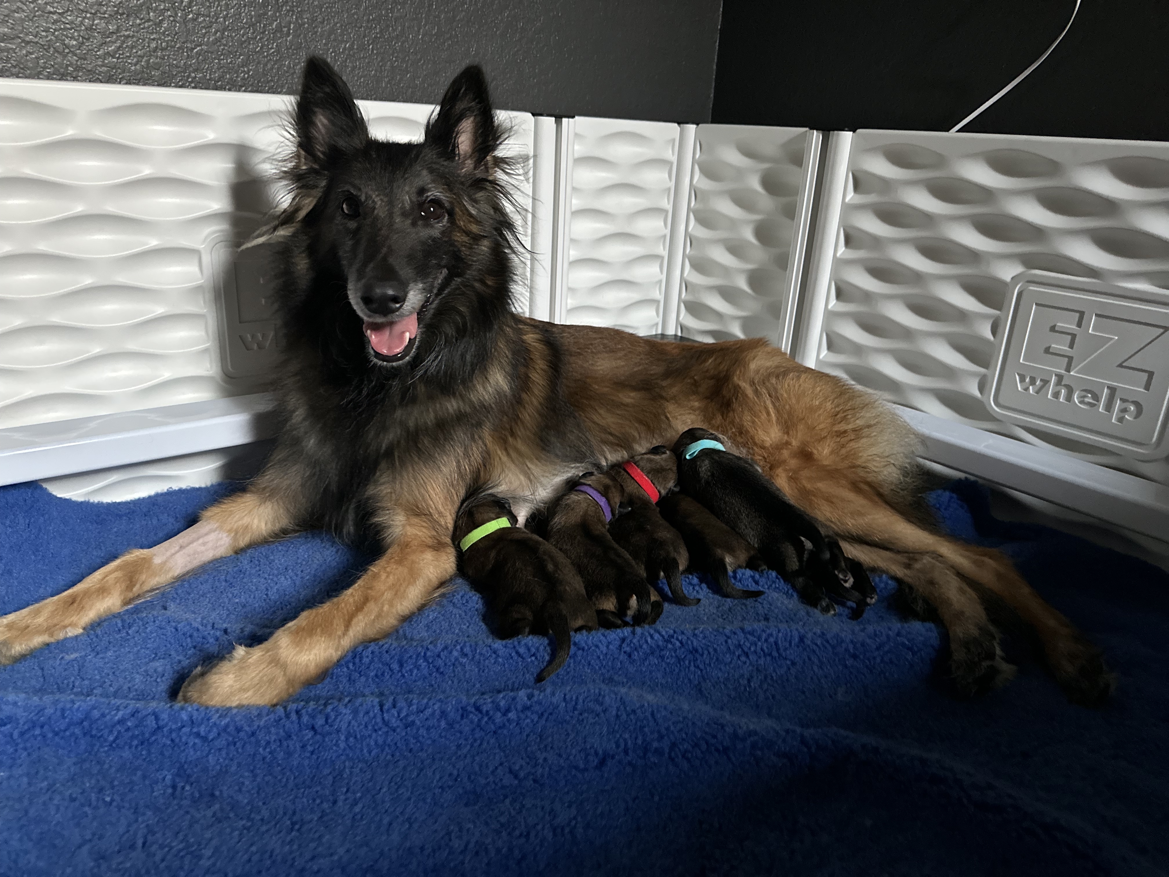 Mom dog feeding six puppies