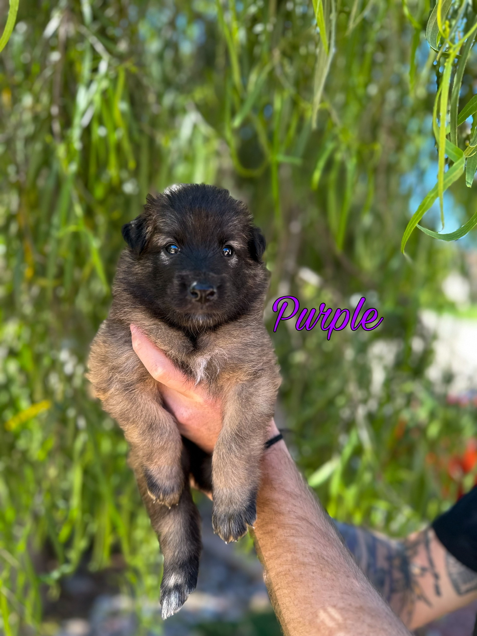 Puppy with purple collar being held
