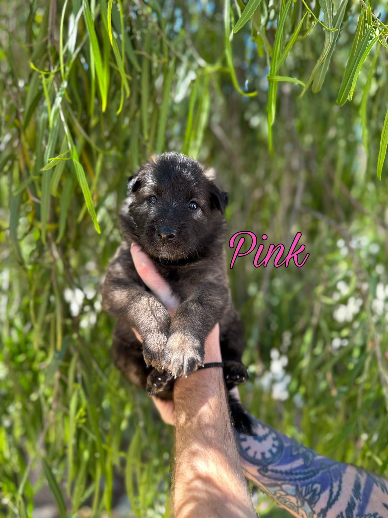 Puppy with pink collar being held