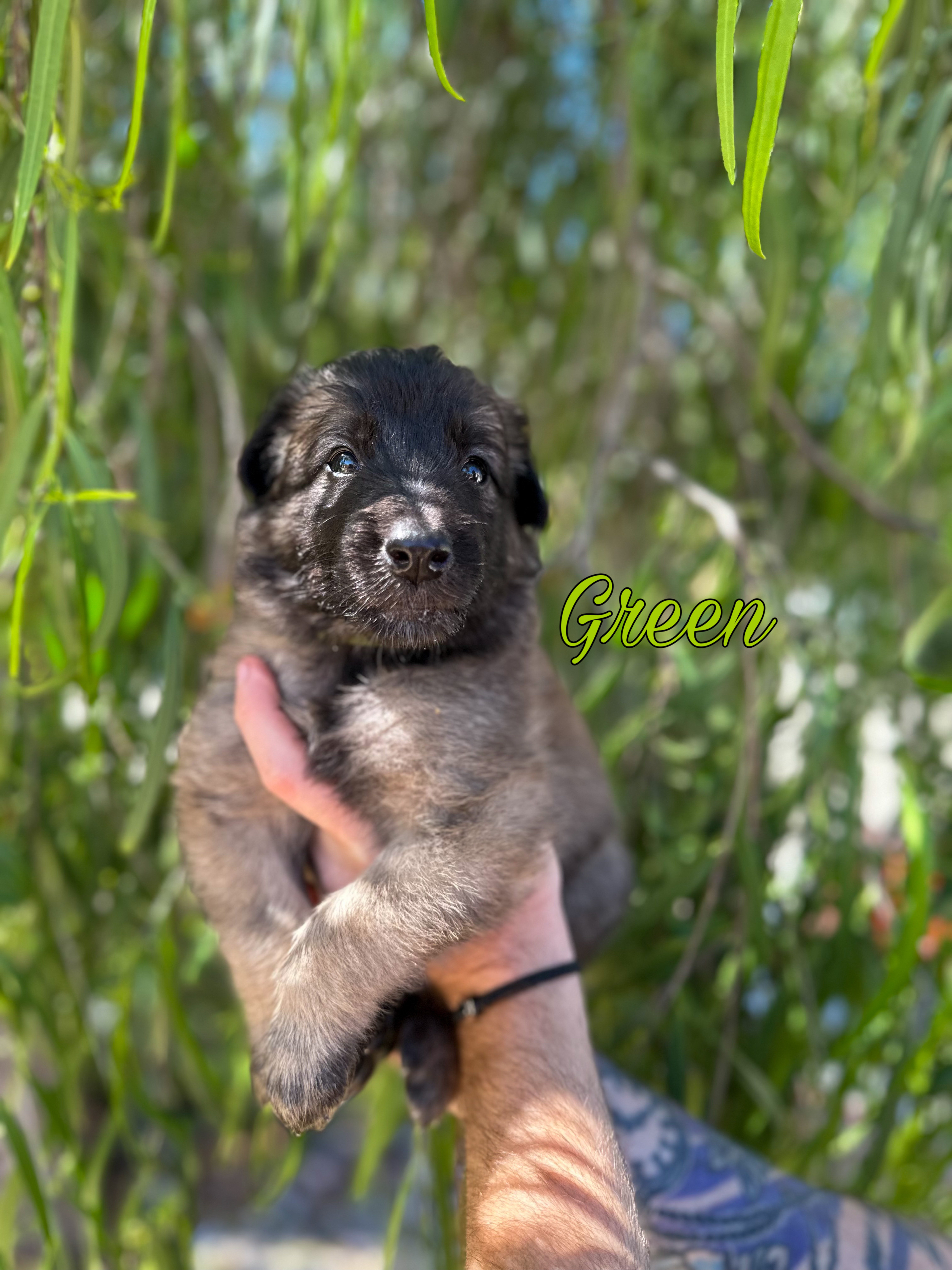 Puppy with green collar being held