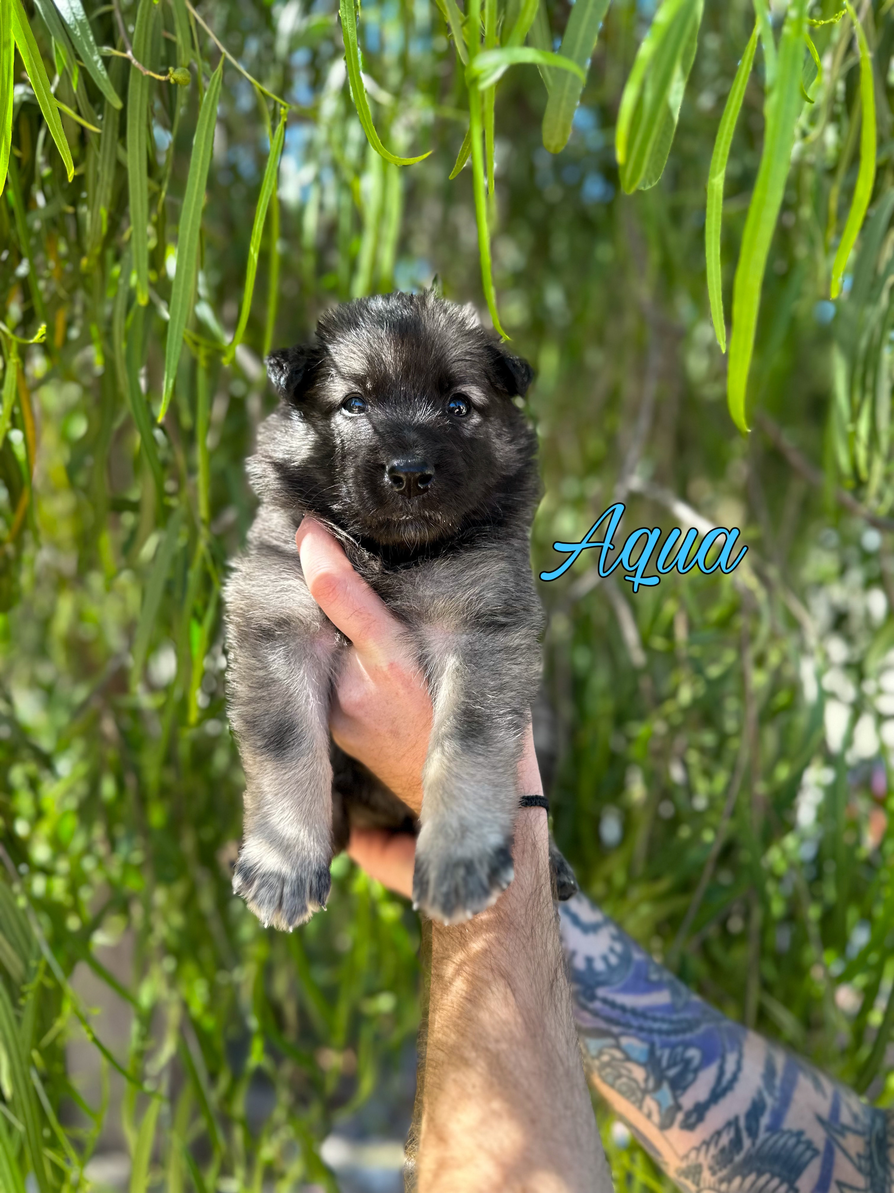 Puppy with aqua collar being held