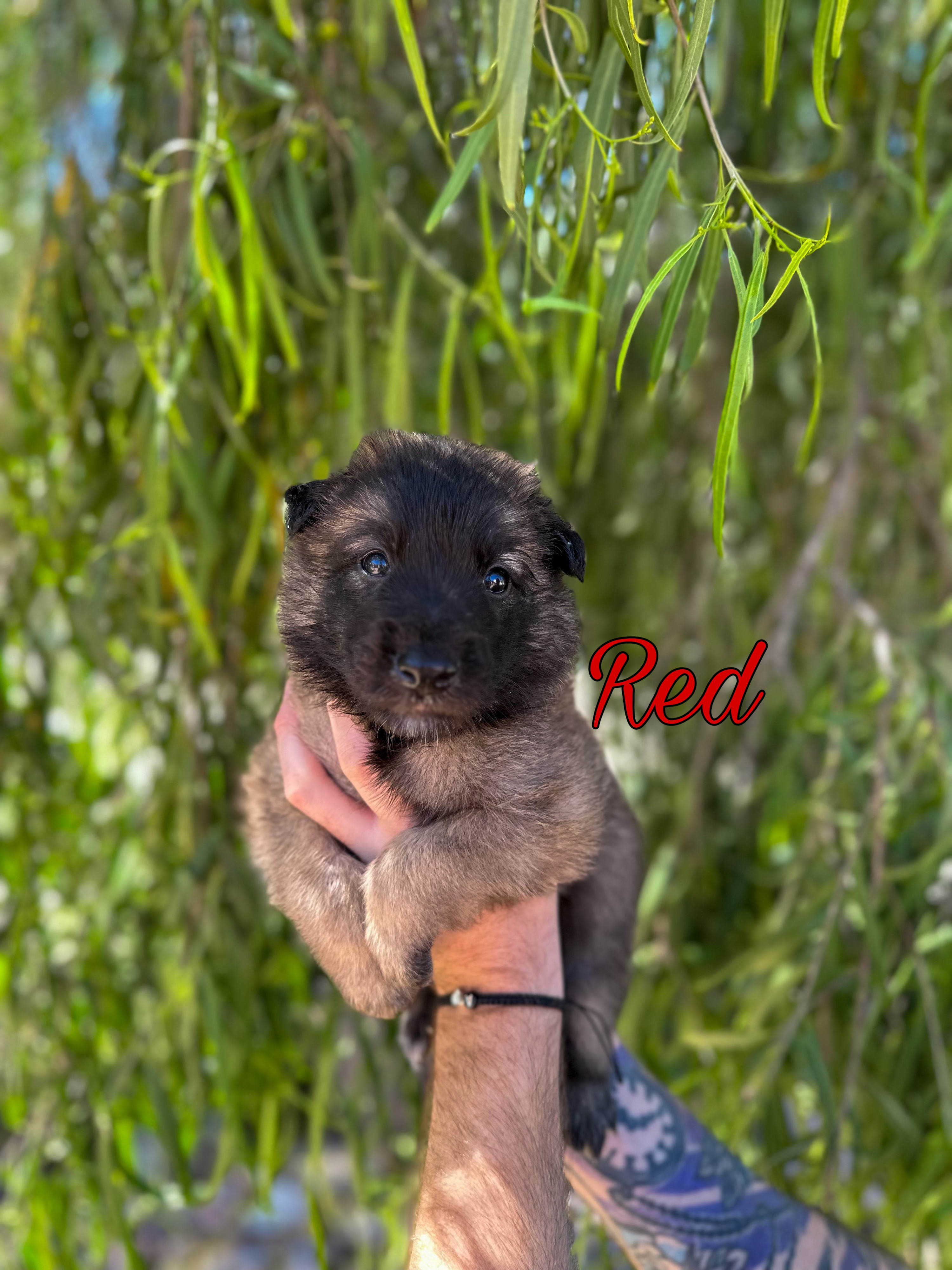 Puppy with red collar being held